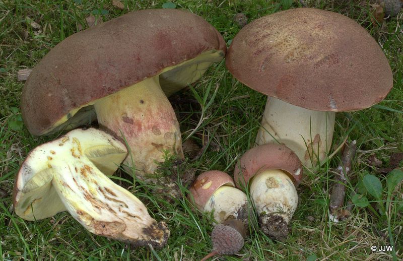 Boletus pseudoregius